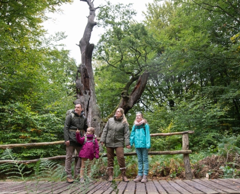 Führungen durch den Urwald Sababurg im Naturpark Reinhardswald